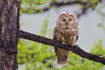 Ural Owl (Strix uralensis), Lake Huvsgol, Mongolia