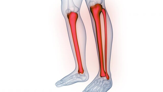 Human Skeleton System Tibia and Fibula Bone Joints Anatomy Animation Concept