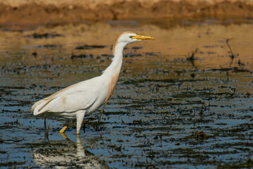 Cattle Egret (Bubulcus ibis) adult, Mallorca, Spain