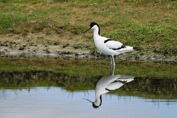 Pied Avocet (Recurvirostra avosetta), foraging, Schleswig-Holstein, Germany