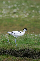 Fototapeta premium Pied Avocet (Recurvirostra avosetta), foraging, Schleswig-Holstein, Germany