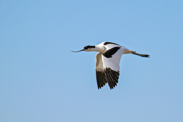Pied Avocet (Recurvirostra avosetta), flying, Schleswig-Holstein, Germany