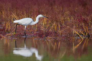 Little Egret (Egretta garzetta), adult foraging in salt marsh, Croatia