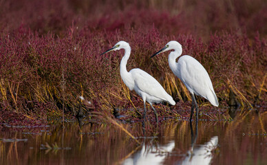 Little Egret (Egretta garzetta), adults foraging in salt marsh, Croatia