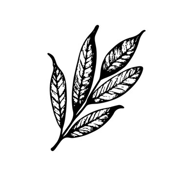 Bay Leaf hand drawn vector graphic asset