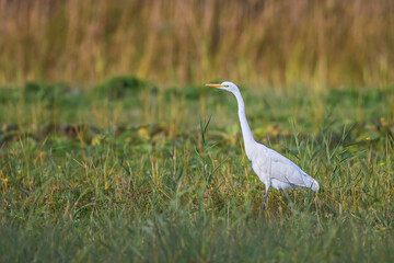 Fototapeta premium Great Egret (Ardea alba), adult in meadow, Baden-Wuerttemberg, Germany