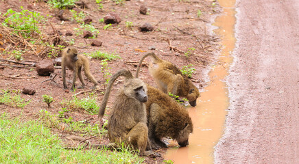 Group of Olive Baboons drinking from a puddle (scientific name: papio anubis, or Nyani in Swaheli) in Lake Manyara National park, Tanzania
