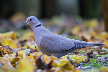 Eurasian Collared Dove (Streptopelia decaocto), Bavaria, Germany