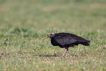 Northern bald ibis (Geronticus eremita) adult foraging, Hesse, Germany