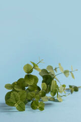 Fototapeta premium Fresh green leaves on a blue background