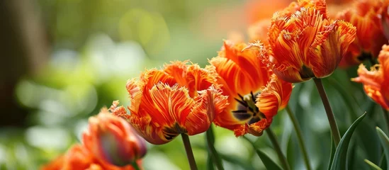 Fotobehang Orange striped Tulip flowers 'Princess Irene' border. © AkuAku