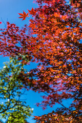 Red Leaves in Japan