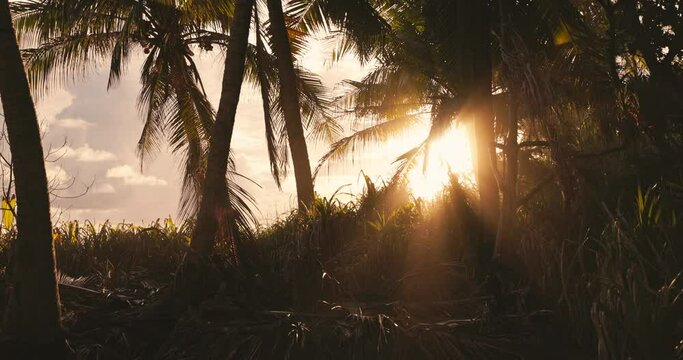 Coconut palm and warm sunrise or sunset at tropical island. Sun rays in jungle 