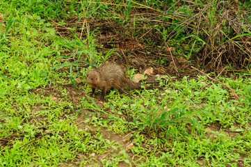 Common Dwarf Mongoose foraging for food on the forest floor