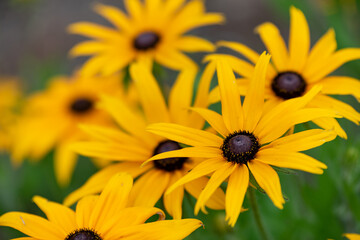 Yellow sun flower