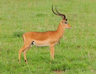 Closeup of male Impala (scientific name: Aepyceros melampus, or "Swala pala" in Swaheli) in the Serengeti National park, Tanzania