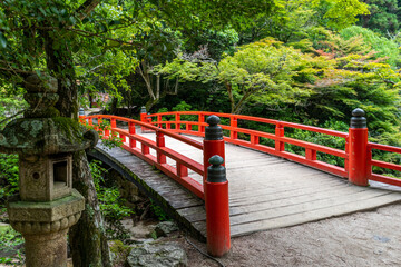 Forest at the Mount Misen