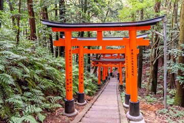 Torii gates in Fushimi Inari Shrine