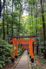 Fototapeta na wymiar Torii gates in Fushimi Inari Shrine