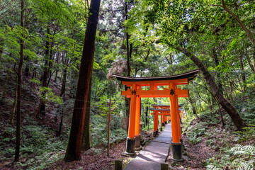 Torii gates in Fushimi Inari Shrine
