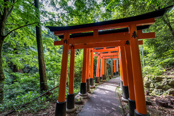 Torii gates in Fushimi Inari Shrine
