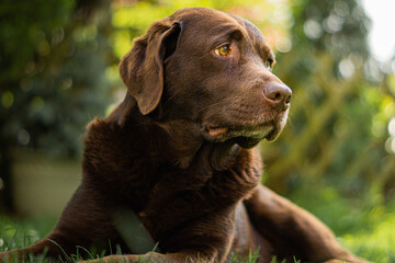 Portrait of a brown Labrador outside in the garden