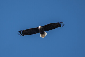 Bald Eagle flying against blue sky background hunts for dinner. 