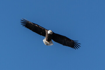 Beautiful Bald Eagle Flying Against a Blue Sky Background looks for dinner. 