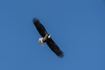 Bald Eagle Looking for Dinner Flies Against a Blue Sky Background