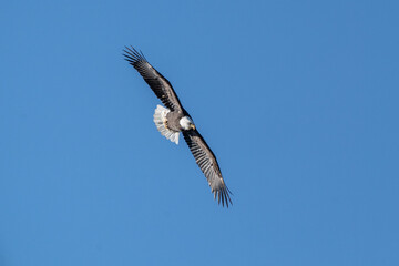 Beautiful Bald Eagle Flying Against a Blue Sky Background looks for dinner. 