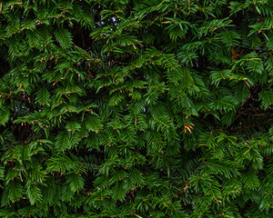 Panoramic photo of green leaves useful as background with space for text