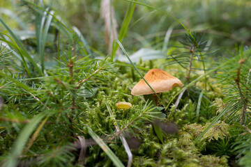 mushrooms in the woods of Austria