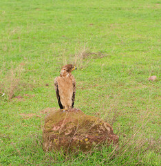 Tawny Eagle (Aquila rapax) resting on a rock in the Ngorongoro crater National Park; Tanzania