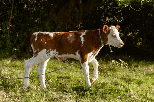 ternero solo en campo