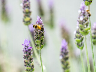 Bee pollinating lavender flowers