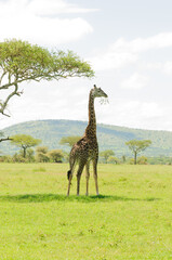 Masai Giraffe (Giraffa camelopardalis tippelskirchi or "Twiga" in Swaheli) image taken on Safari located in the Serengeti National park,Tanzania