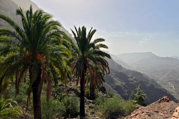Fototapeta na wymiar Beautiful landscape with palms, valley and mountain on Gran Canaria, Canary Islands, Spain.