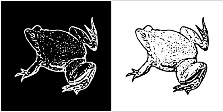Illustration vector graphics of frog icon