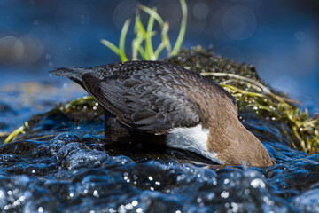 Wasseramsel (Cinclus cinclus) an der Spree bei der Futtersuche