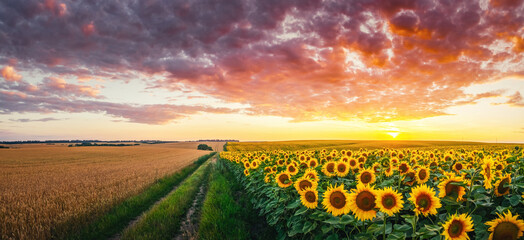 Fantastic field bright yellow sunflowers close up in the evening. Ukraine agricultural region,...