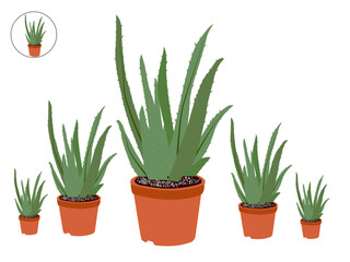 Free PSD aloe VERA PNG isolated on transparent background