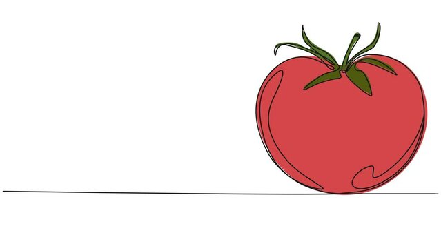 animated continuous single line drawing of ripe tomato, line art animation