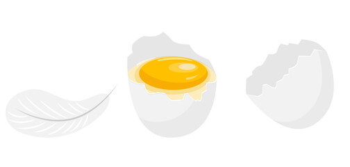 Raw egg in white  shell, empty white shell and chicken feather. Vector illustration.