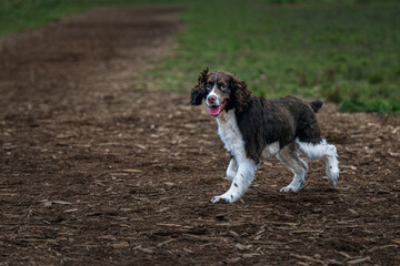 Naklejka na ściany i meble 2023-12-27 A BROWN AND WHITE SPRINGER SPANIEL RUNNING AT THE OFF LEASH AREA AT MARYMOOR PARK IN REDMOND WASHINGTON