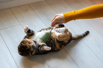 Pet owner playing with adorable plump short-haired playful cat lying on floor, trying to catch twig. Activity, vitality, action, energy in domestic animals life. Obesity, overweight prevention