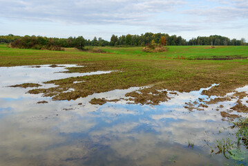 Wheat field landscape in spring.