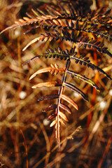 Closeup Single Brown Dry Fern in winter  season at Phu Kradueng National Park Loei Thailand - Brown Nature abstract