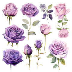 Watercolor purple Rose Clipart Collection on a transparent background - 1