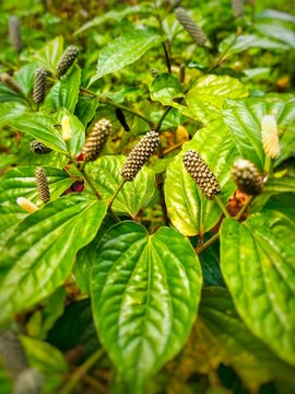 Piper cubeba leaves and flowers for herbal medicine