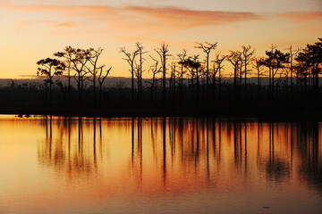 Landscape orange nature of Pairat Thanchai Reservoir (Wang Kwang) with Pine tree in the Morning Sunrise at Phu Kradueng National Park - Peaceful and Calm view 